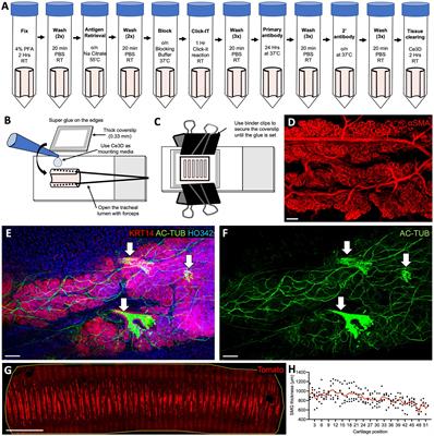 Development and characterization of ferret ex vivo tracheal injury and cell engraftment model